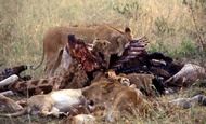 Lions Feast