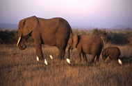 Three Elephants