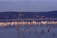 Nakuru Flamingoes