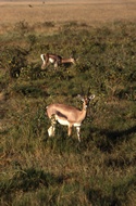 Thomson's Gazelles