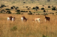 Grant's Gazelles