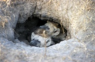 Hyena Calfs