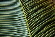 Palm Leave