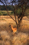 Female Impala