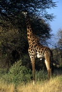 Giraffe Eating