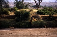 Lions in the Dry River