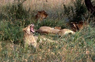 Lioness yawing