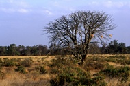 Nests in the Tree