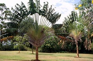 Exotic Palm Tree