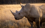 Rhinocero Horn