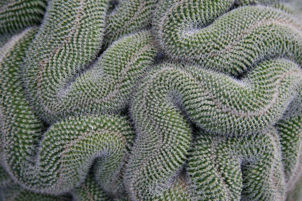 Cactus Cerebrito