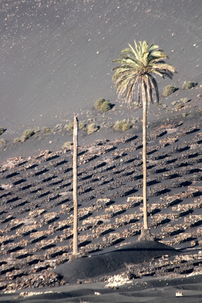 Palmera Solitaria