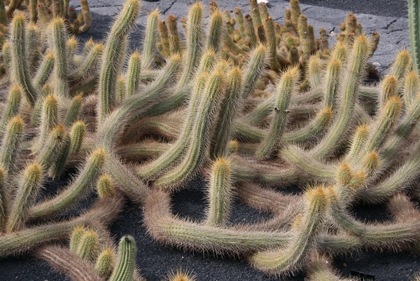 Plaga de Cactus