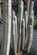 Cactus Pelones