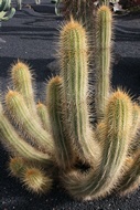 Cactus Argentino