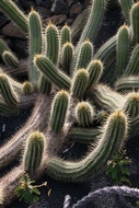 Cactus Argentino