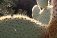 Cactus a Contraluz