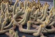 Plaga de Cactus