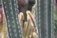 Entre Cactus