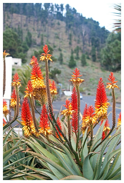 Flores de Aloe