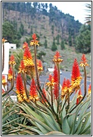 Flores de Aloe