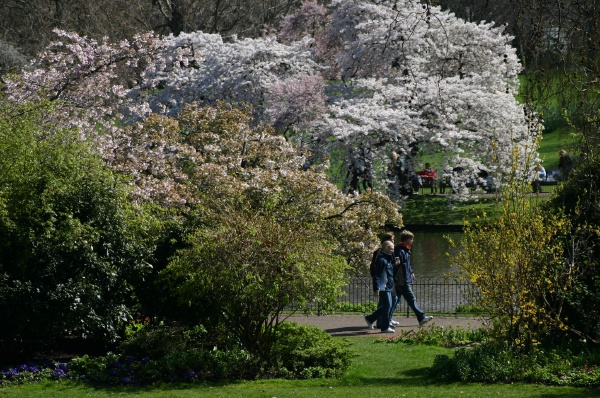 Cerezos en flor en St.James Park