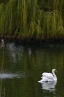 Cisne en Hyde Park