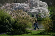Cerezos en flor en Saint James Park