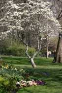 Primavera en Saint James Park