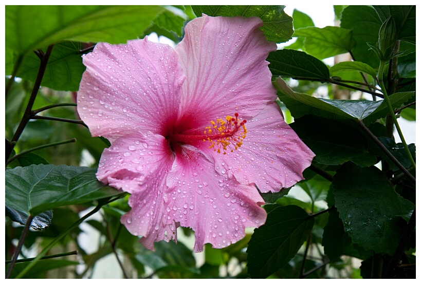 Hibiscus