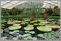 Waterlily House