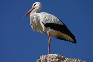 Stork in El-Badia