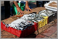 Selling Fish