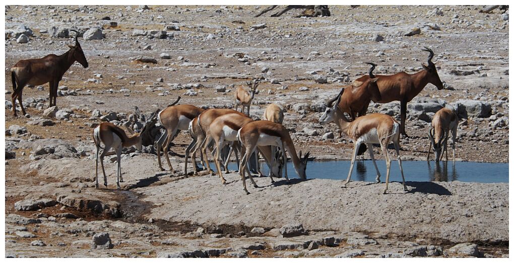 Etosha National Park