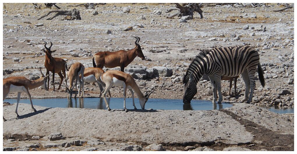 Etosha National Park