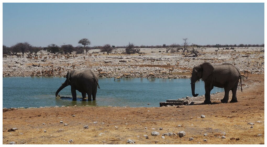 Etosha National Park