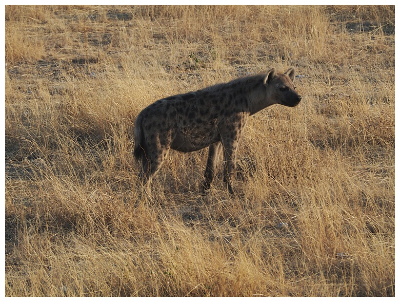 Etosha National Park