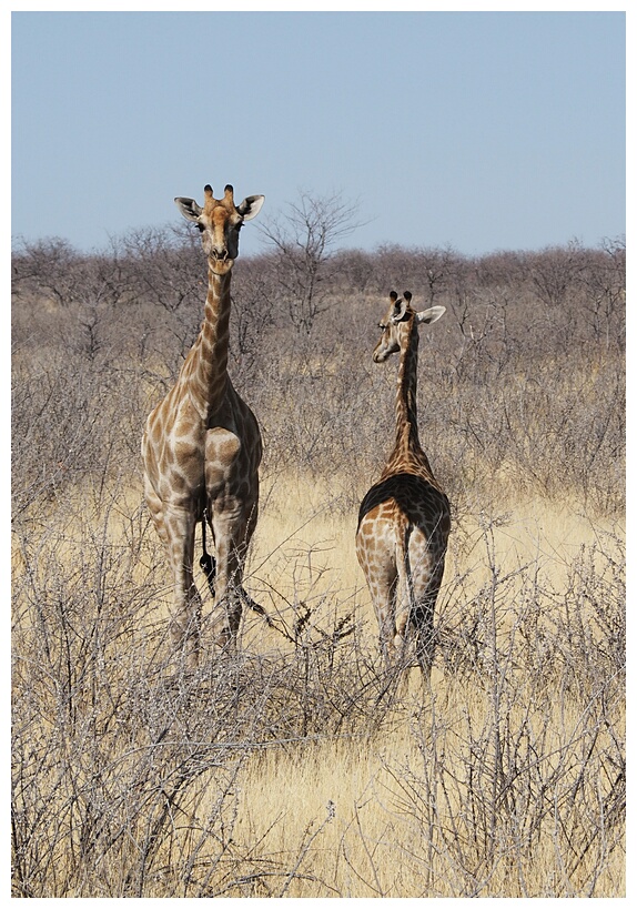 Etosha National Park