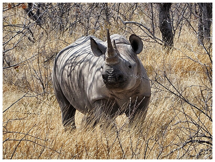 Whiter Rhino