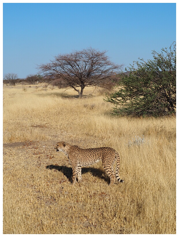 Cheetah Farm