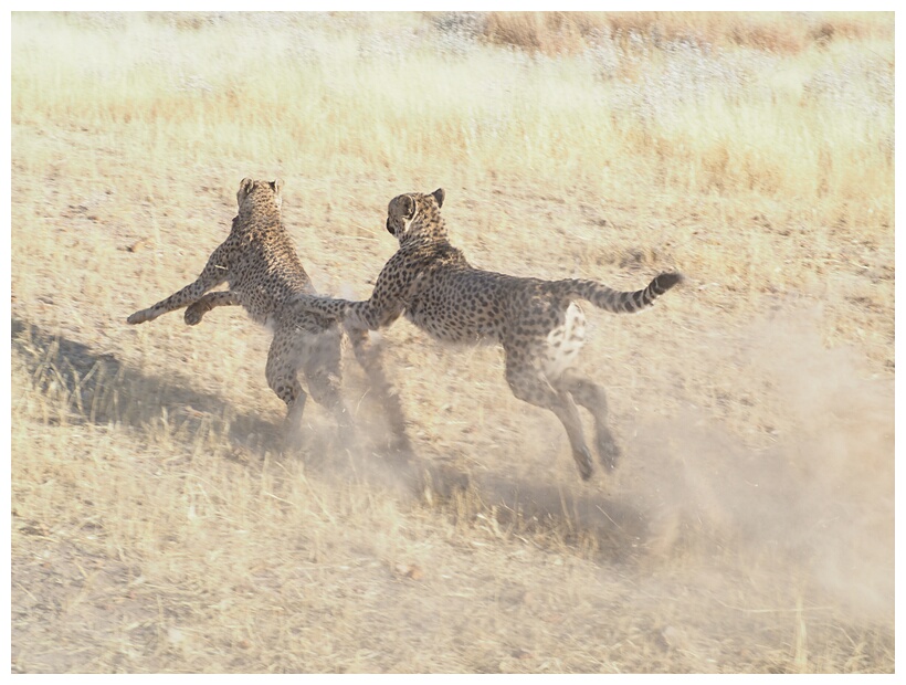 Cheetahs Running