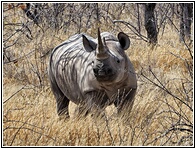 Whiter Rhino