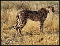 Cheetah Farm