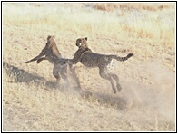 Cheetahs Running