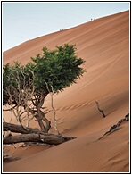 Nambi Desert