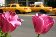 Taxis and tulips