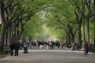Walking in Central Park