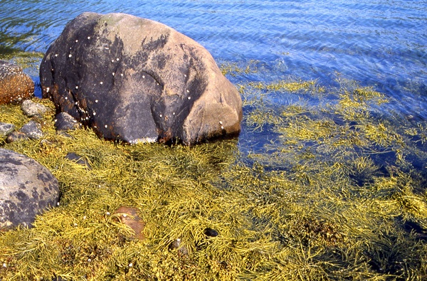 Seaweeds