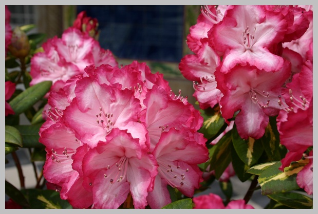 Flowers from Buaco