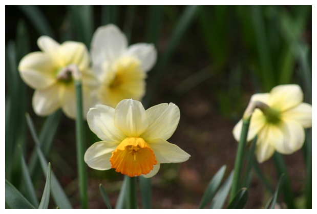 Narcissus